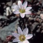Range of Light - Lewisia - .25 fl oz
